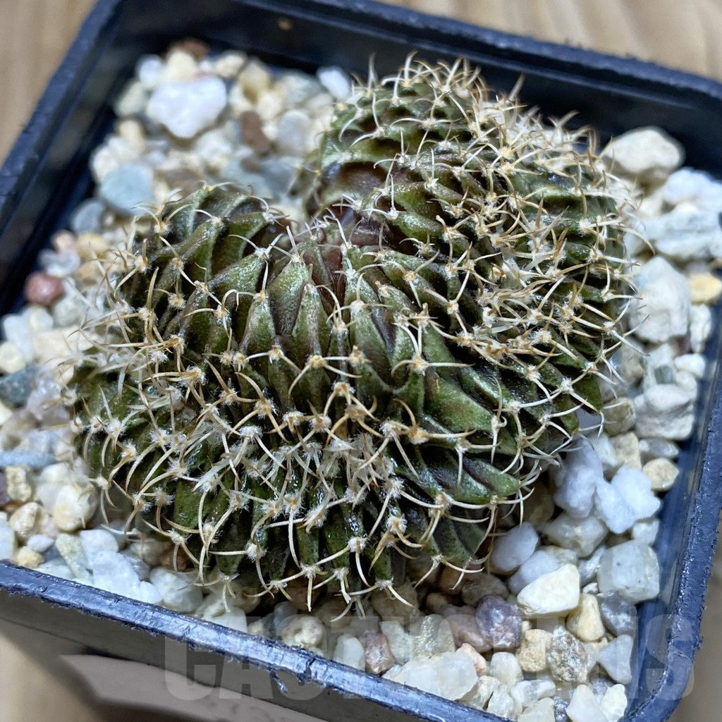 SH2886 Gymnocalycium friedrichii LB f. cristata