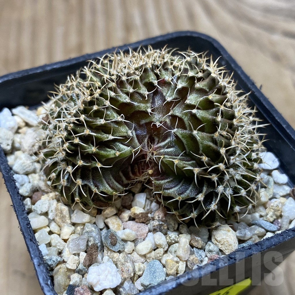 SH2886 Gymnocalycium friedrichii LB f. cristata - Image 2