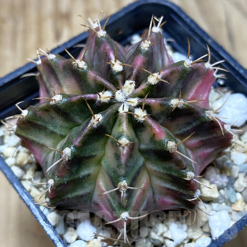 SH2887 Gymnocalycium mihanovichii ‘Fantasia’