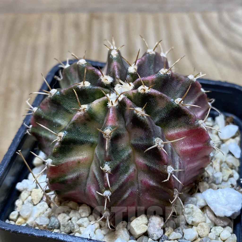 SH2887 Gymnocalycium mihanovichii ‘Fantasia’ - Image 2