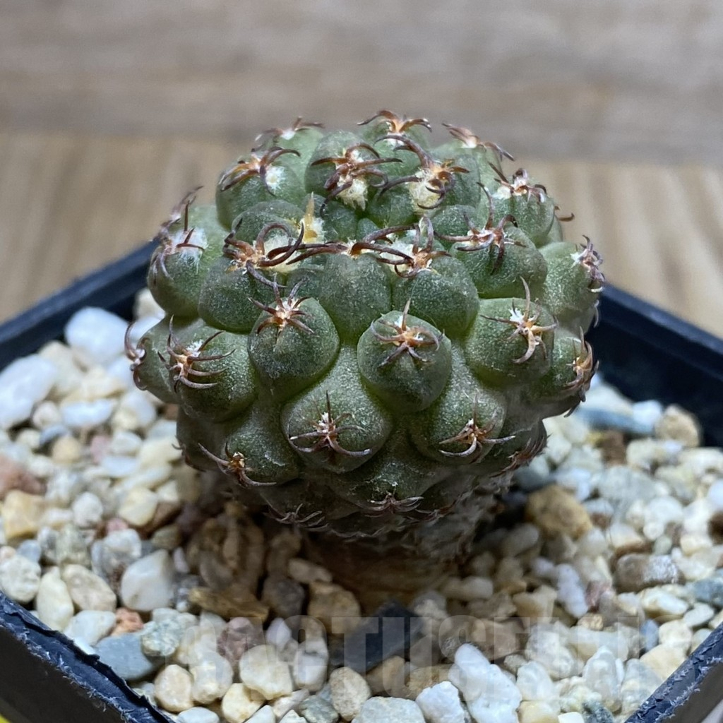 SH2867 Thelocephala glabrescens AW253 - immagine 2