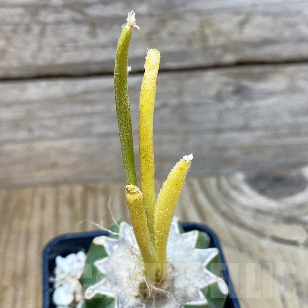 SH2888 Astrophytum caput-medusae f. variegata, grafted