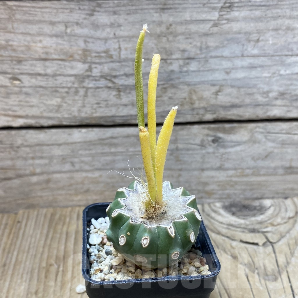 SH2888 Astrophytum caput-medusae f. variegata, grafted - immagine 2