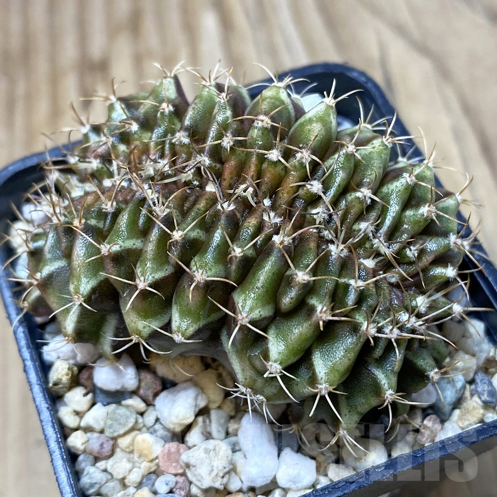 SH2893 Gymnocalycium mihanovichii f. cristata