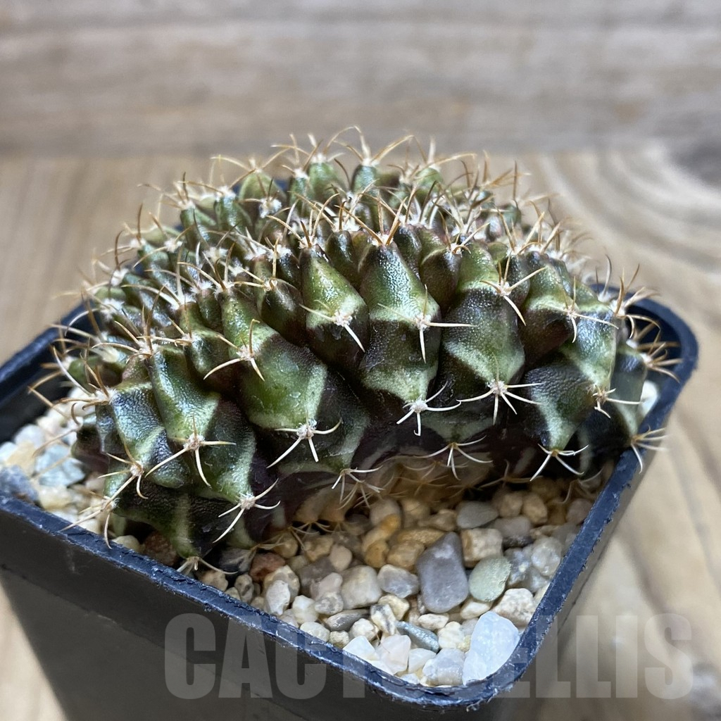 SH2893 Gymnocalycium mihanovichii f. cristata - immagine 2