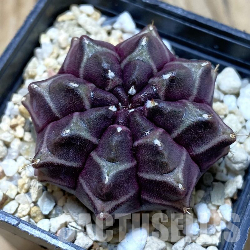 SH3032 Gymnocalycium mihanovichii ‘Day Dream’, seedling
