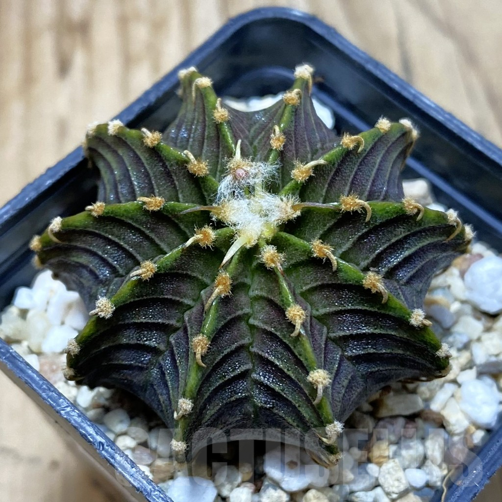 SH3045 Gymnocalycium friedrichii LB 2178