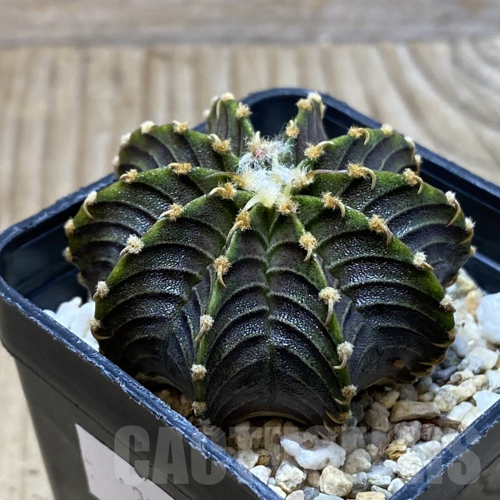 SH3045 Gymnocalycium friedrichii LB 2178 - Image 2