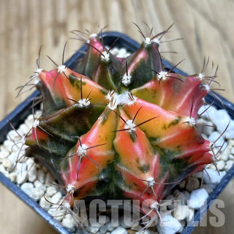 SH3014 Gymnocalycium mihanovichii 'Black end Red', seedling