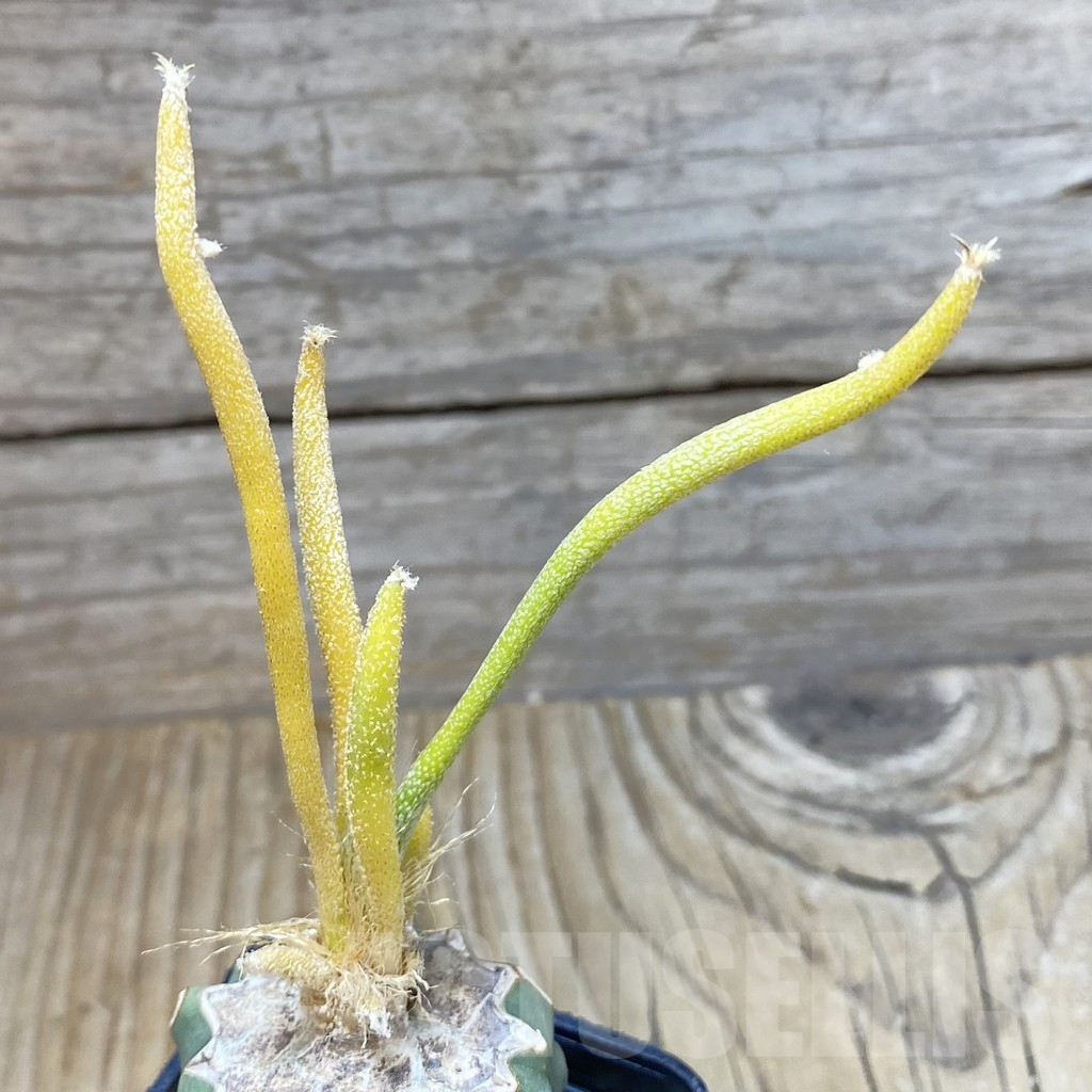 SH3018 Astrophytum caput-medusae f. variegata, grafted