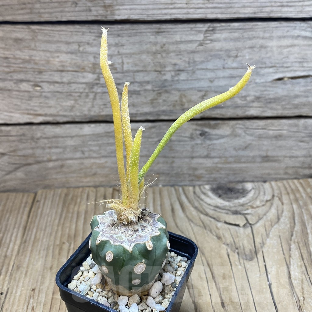 SH3018 Astrophytum caput-medusae f. variegata, grafted - Image 2