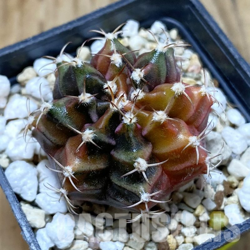 SH3207 Gymnocalycium mihanovichii ‘Sepia’, seedling