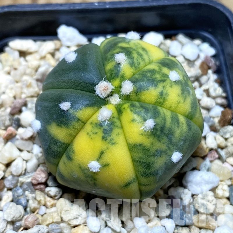 SH3318 Astrophytum asterias f. variegata 6-ribs