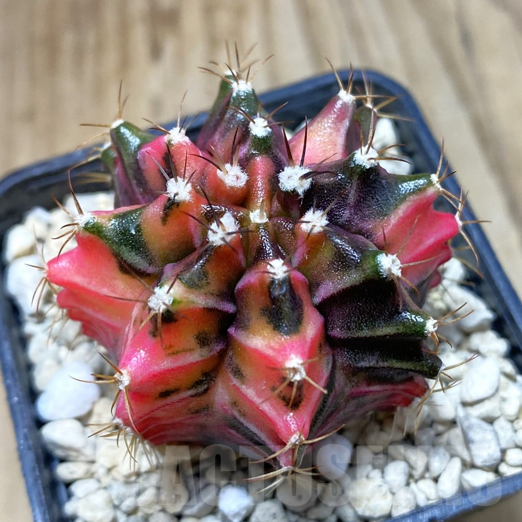 SH3210 Gymnocalycium mihanovichii f. variegata, seedling