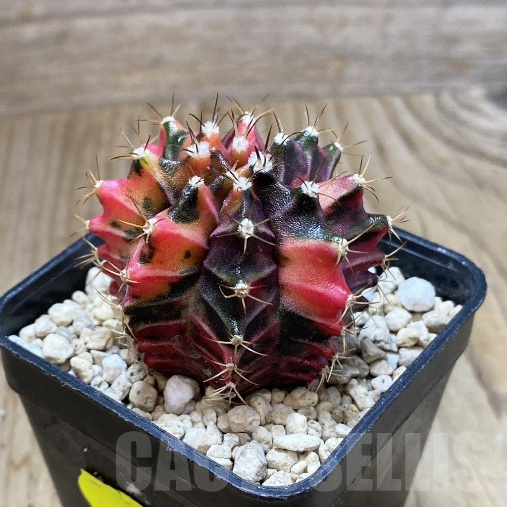 SH3210 Gymnocalycium mihanovichii f. variegata, seedling - Image 2