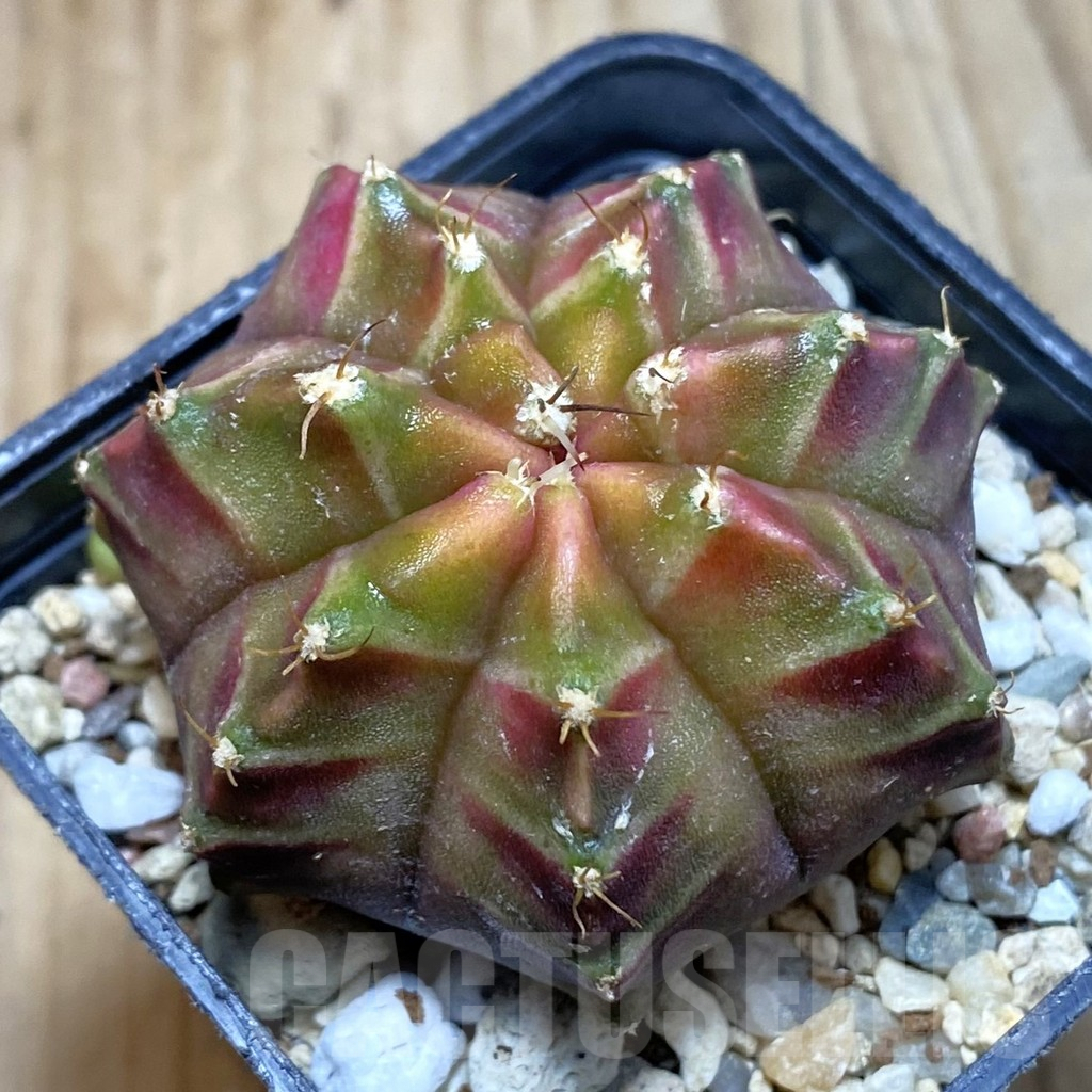 SH3214 Gymnocalycium mihanovichii ‘Neon’ hybrid, seedling