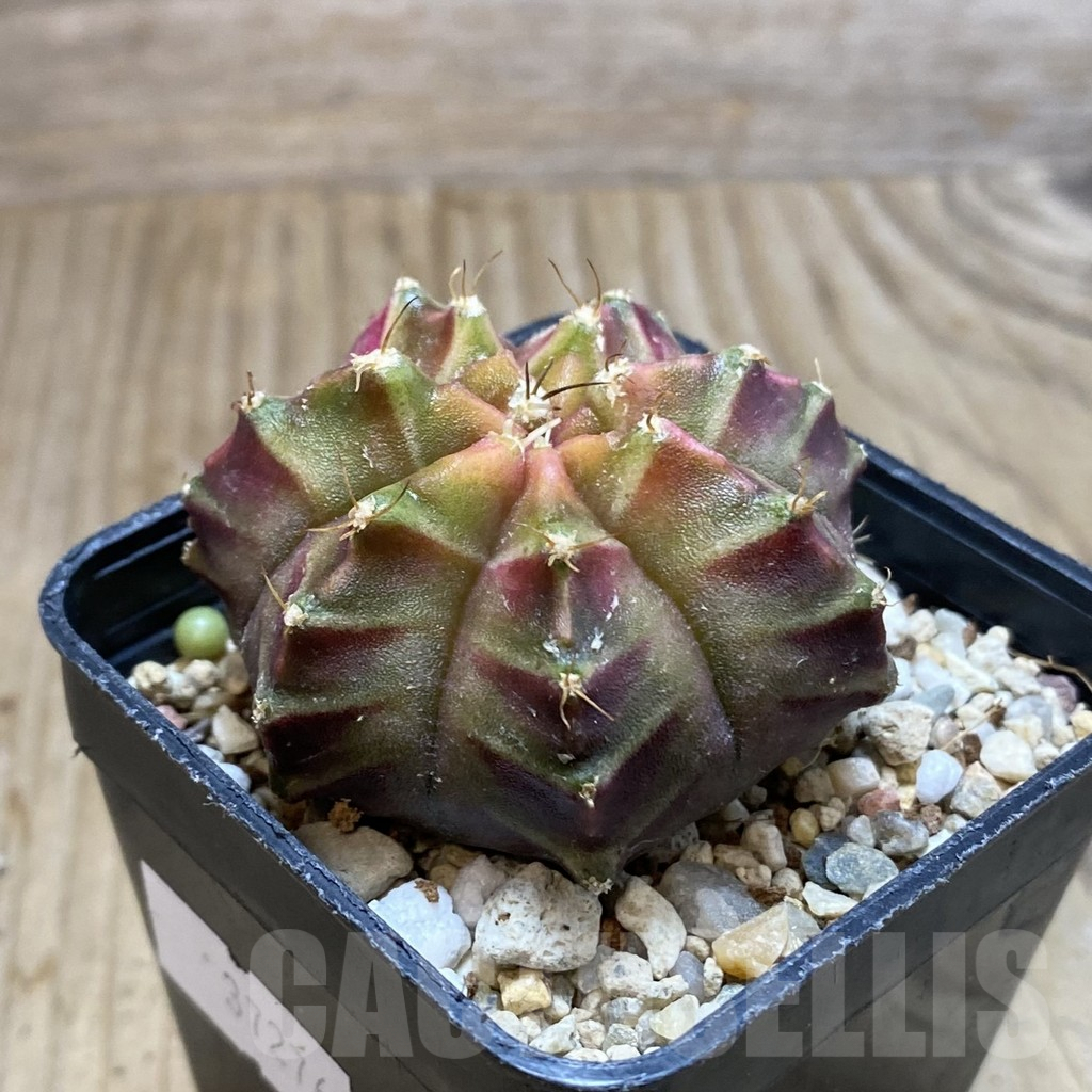 SH3214 Gymnocalycium mihanovichii ‘Neon’ hybrid, seedling - Image 2