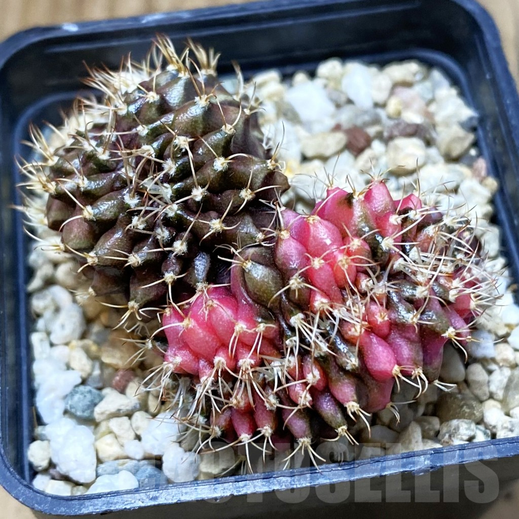 SH3221 Gymnocalycium mihanovichii variegata f. cristata