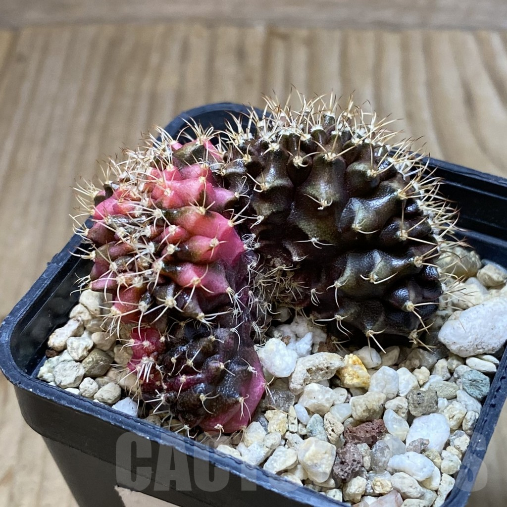 SH3221 Gymnocalycium mihanovichii variegata f. cristata - Image 2