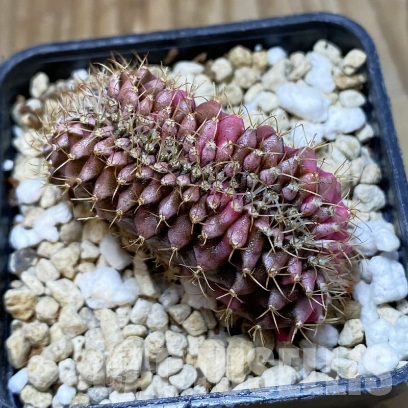 SH3222 Gymnocalycium mihanovichii variegata f. cristata