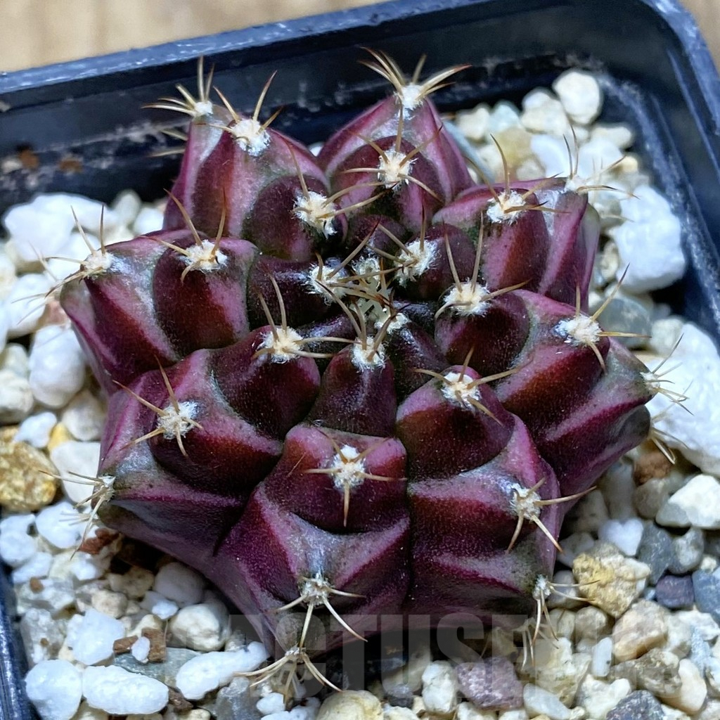 SH3225 Gymnocalycium mihanovichii 'Neon' hybrid, seedling