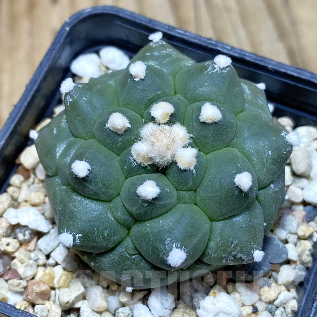 SH3491 Astrophytum asterias ‘Kikko’