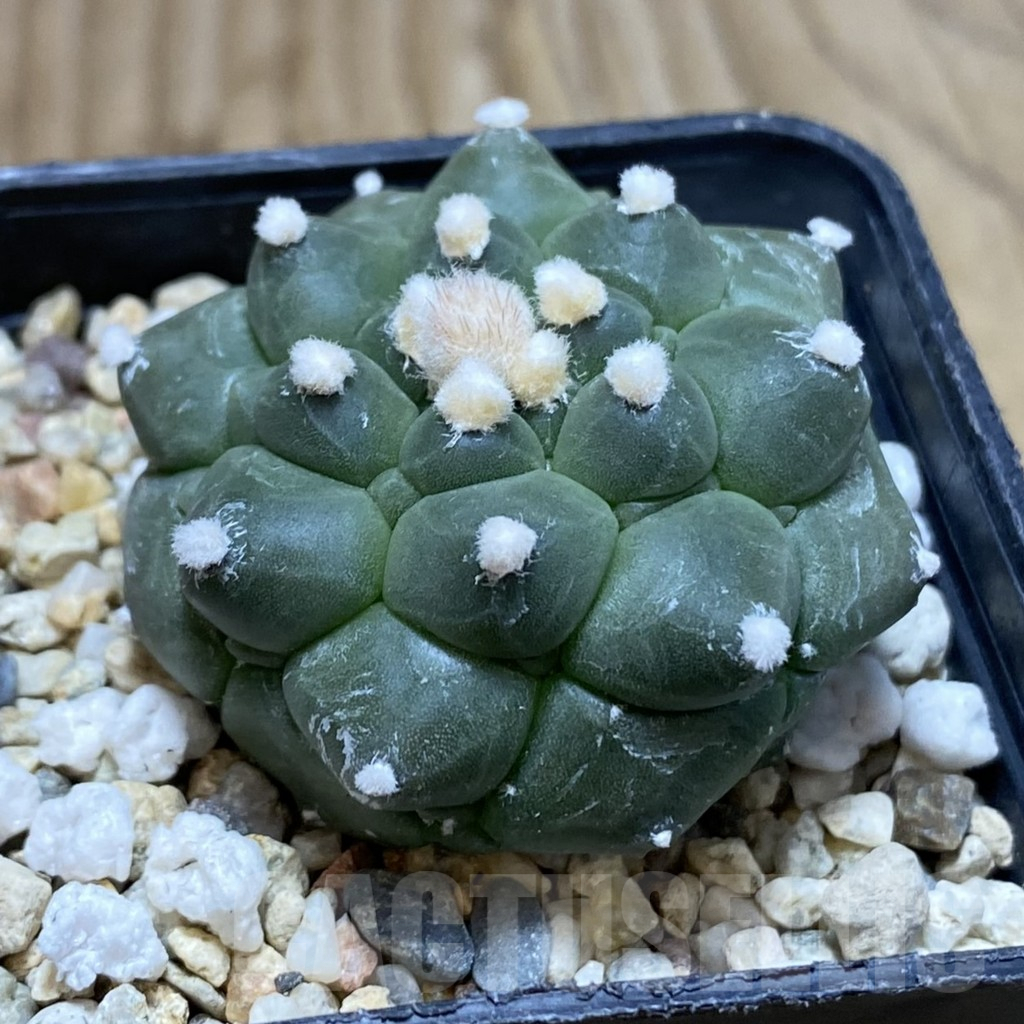 SH3491 Astrophytum asterias ‘Kikko’ - immagine 2
