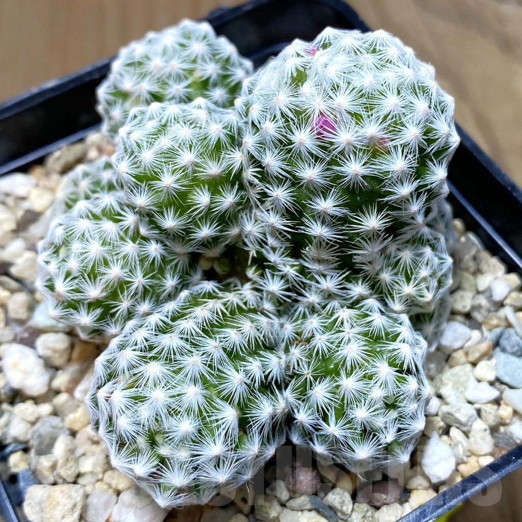 SH3456 Mammillaria humboldtii