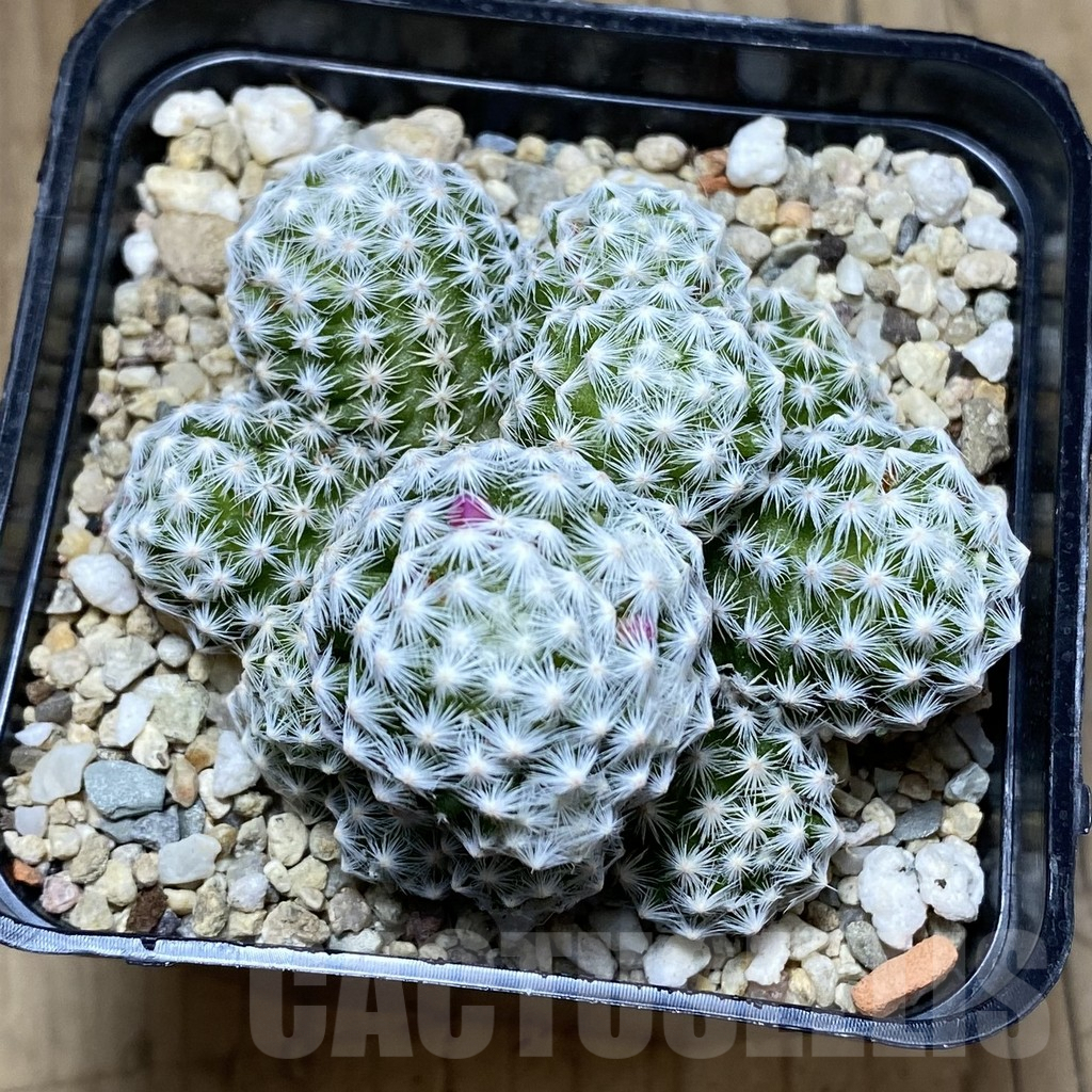 SH3456 Mammillaria humboldtii - Image 2