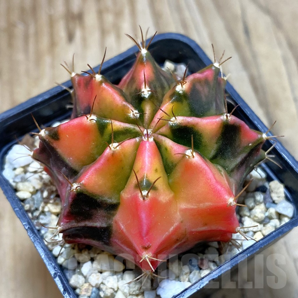 SH3508 Gymnocalycium mihanovichii 'Black end Red', seedling - immagine 2