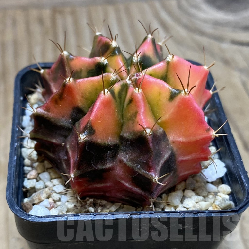 SH3508 Gymnocalycium mihanovichii 'Black end Red', seedling - immagine 3