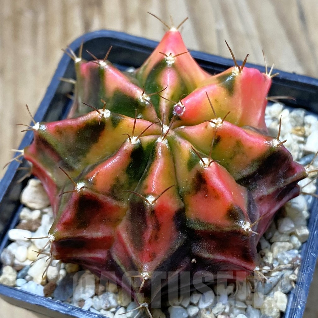 SH3508 Gymnocalycium mihanovichii 'Black end Red', seedling