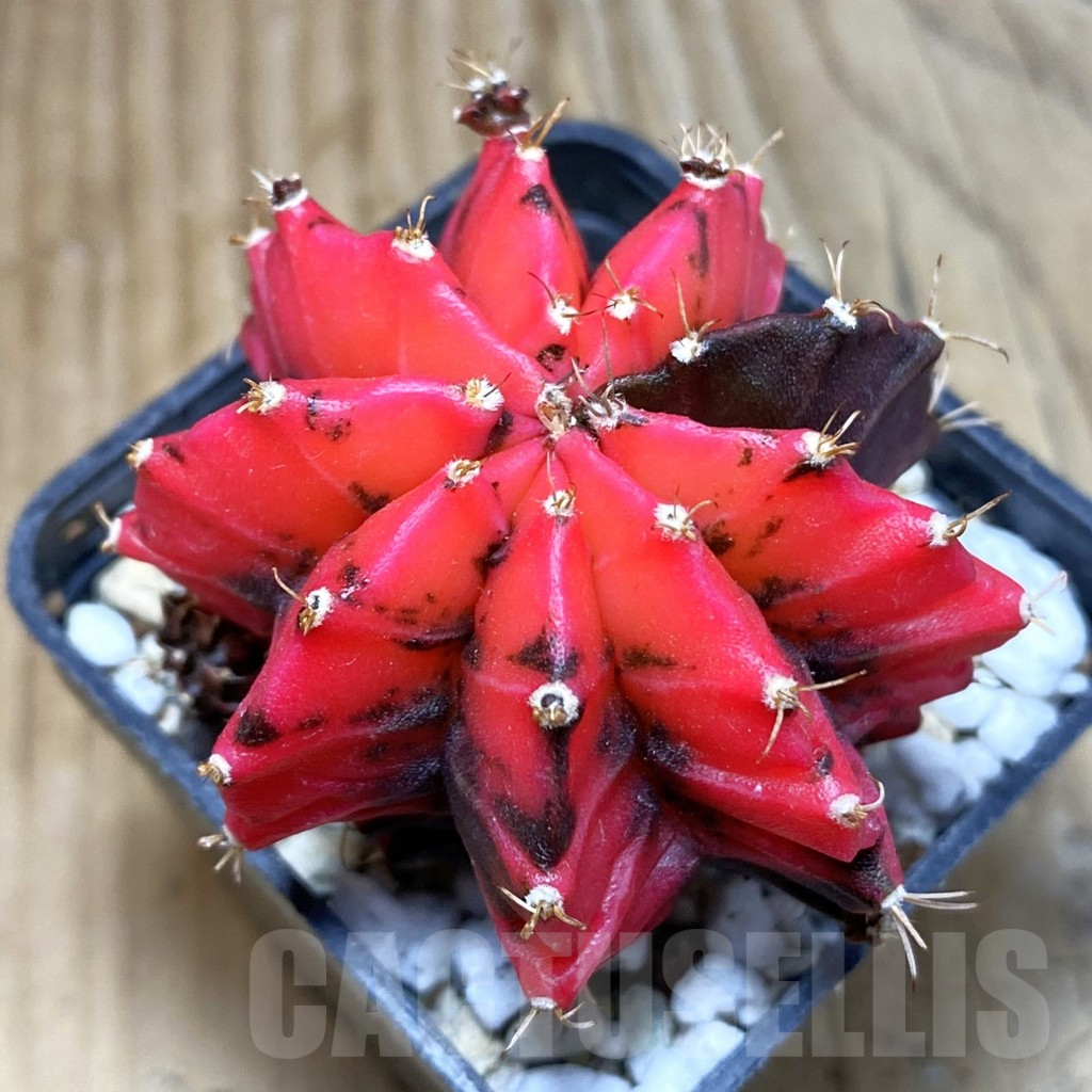 SH3511 Gymnocalycium mihanovichii ‘Mexican Cherry’