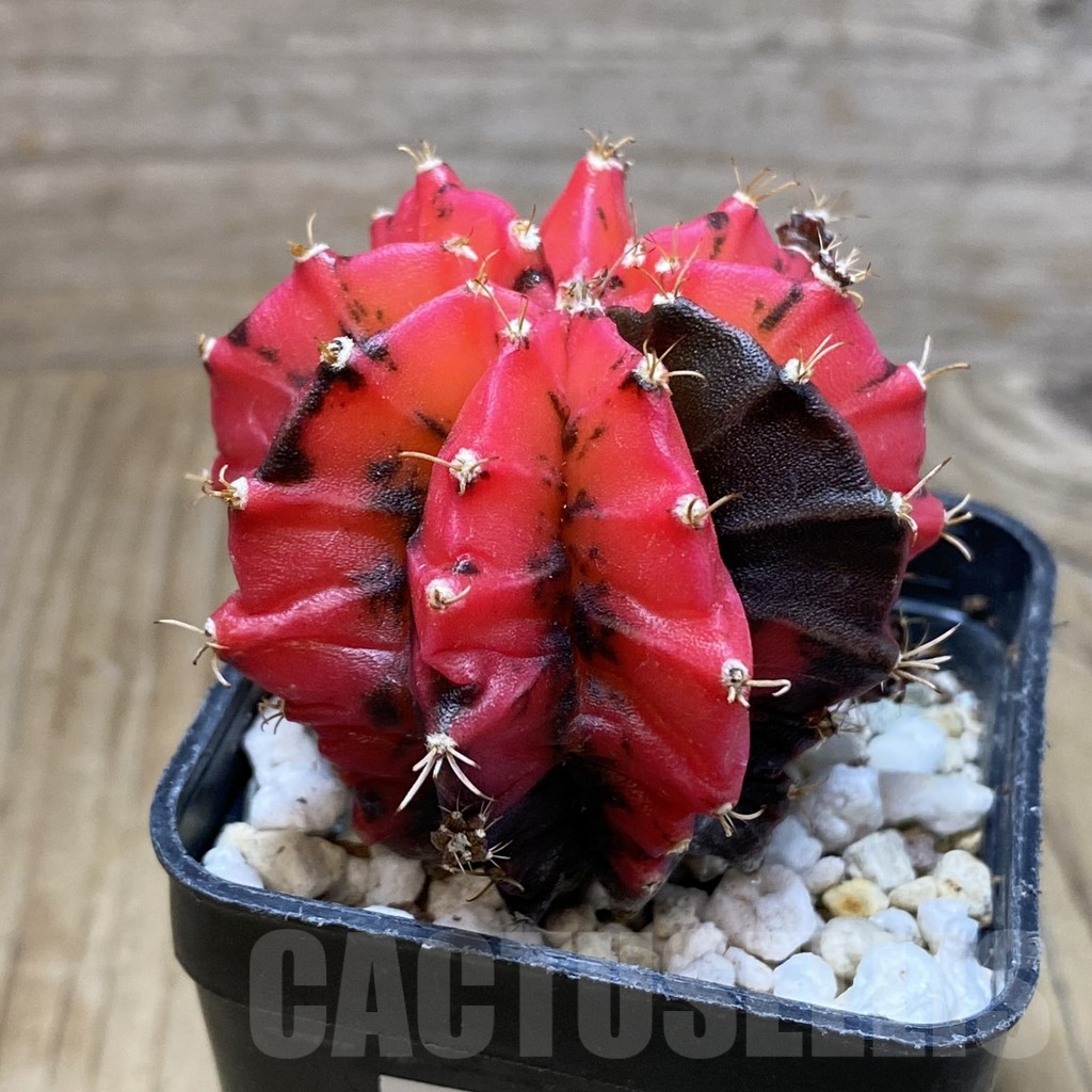 SH3511 Gymnocalycium mihanovichii ‘Mexican Cherry’ - Image 2