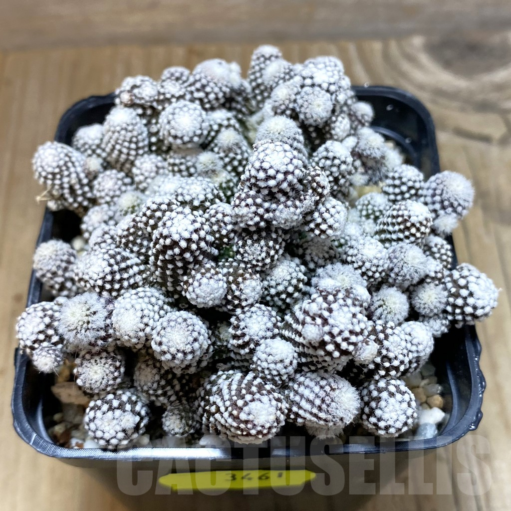 SH3461 Copiapoa tenuissima f. monstruosa