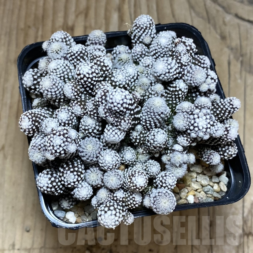 SH3461 Copiapoa tenuissima f. monstruosa - Obrázek 2