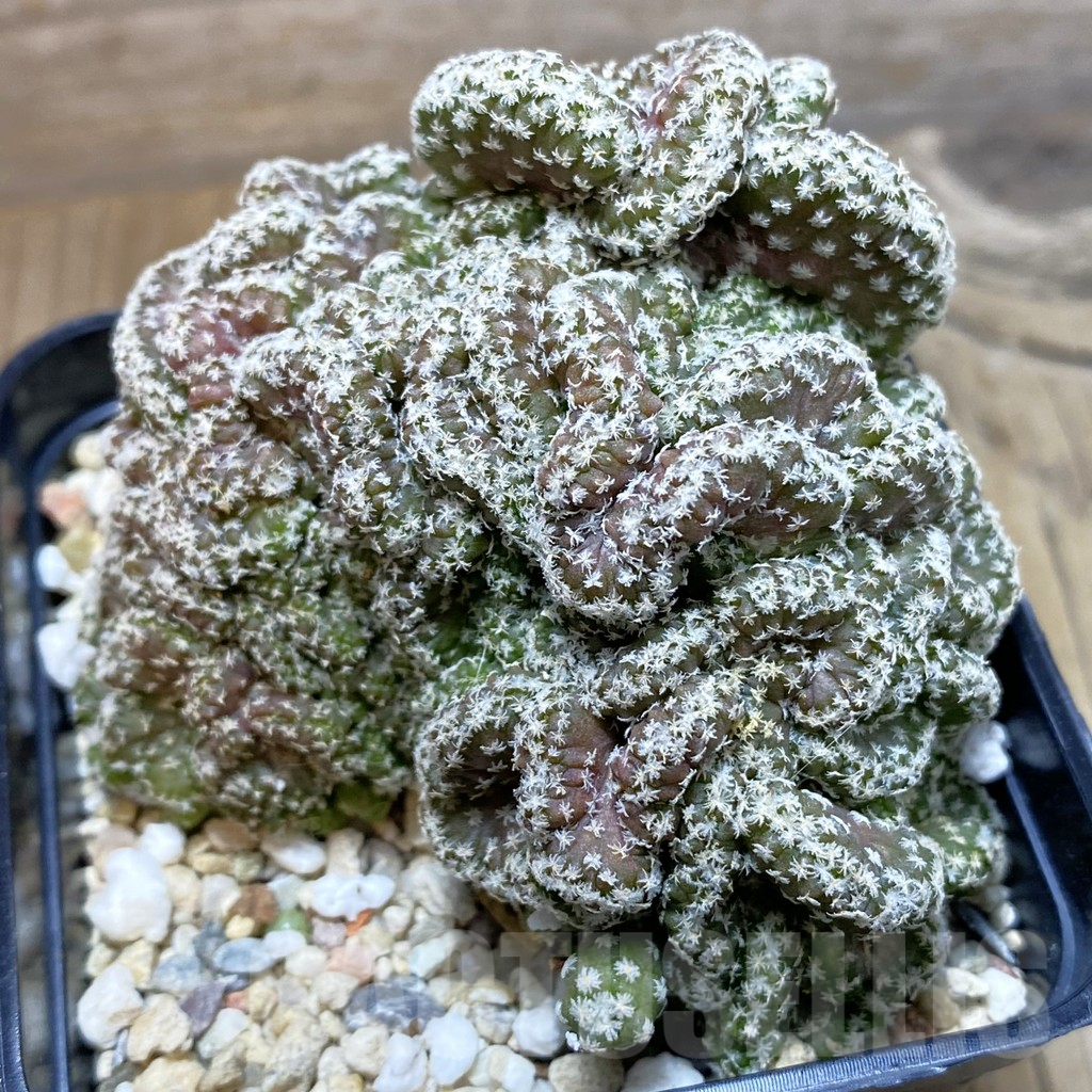 SH3462 Turbinicarpus lophophoroides f. cristata