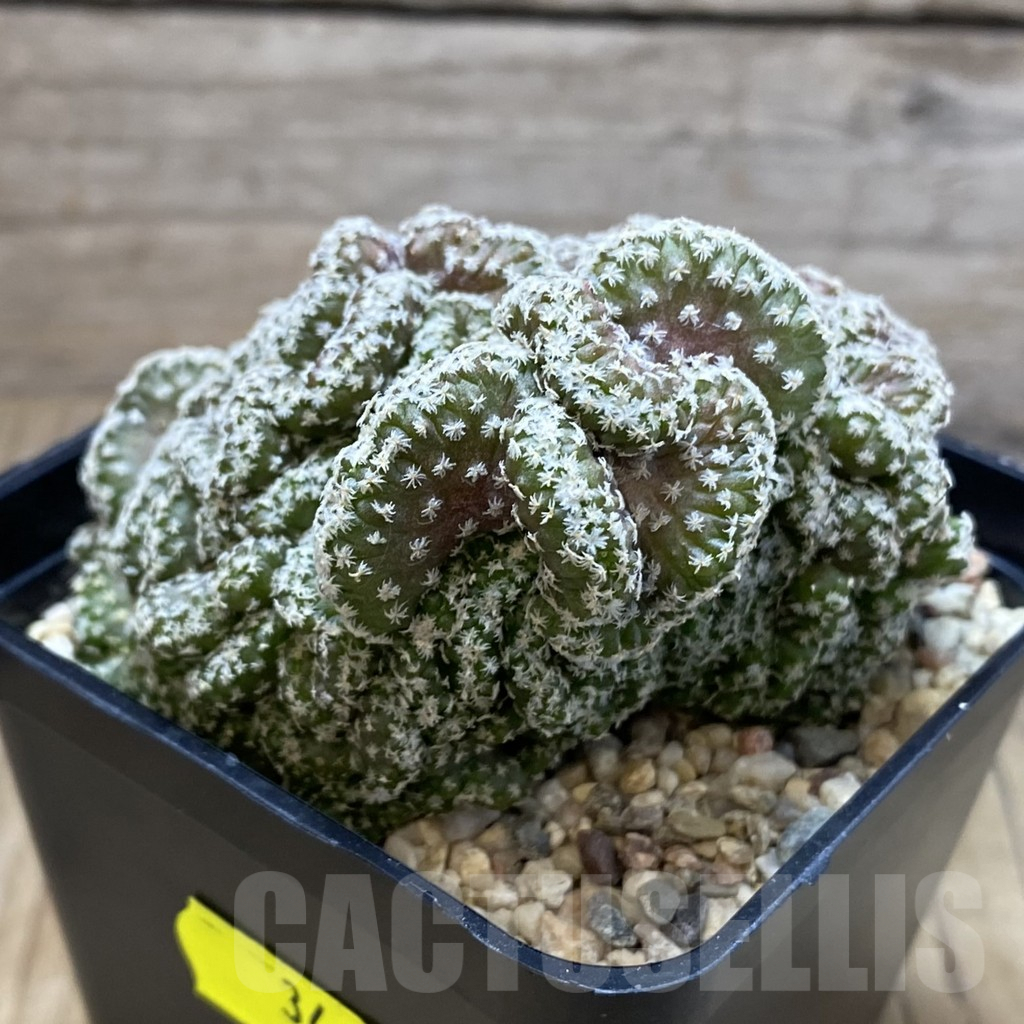 SH3462 Turbinicarpus lophophoroides f. cristata - immagine 2