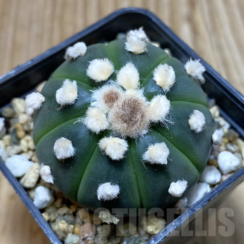 SH3900 Astrophytum asterias ‘Ooibo’