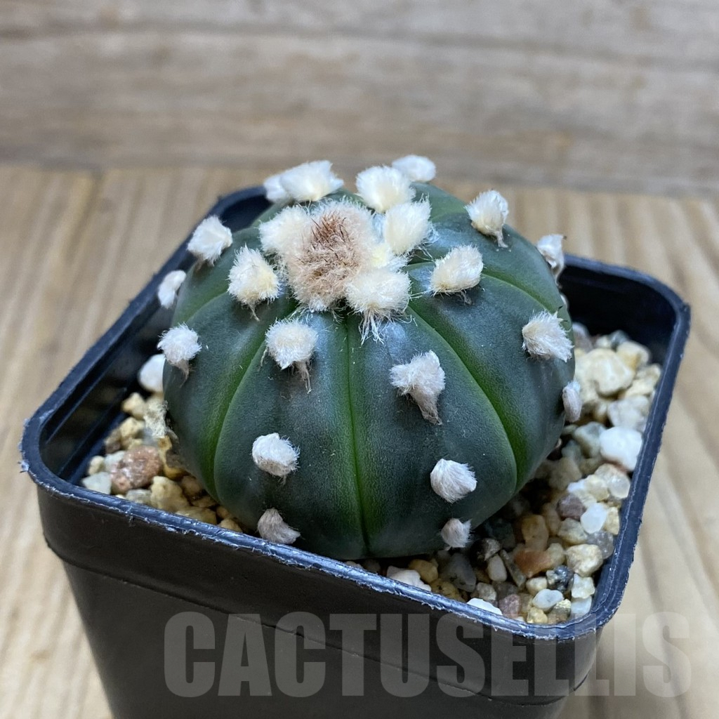 SH3900 Astrophytum asterias ‘Ooibo’ - Obrázek 2