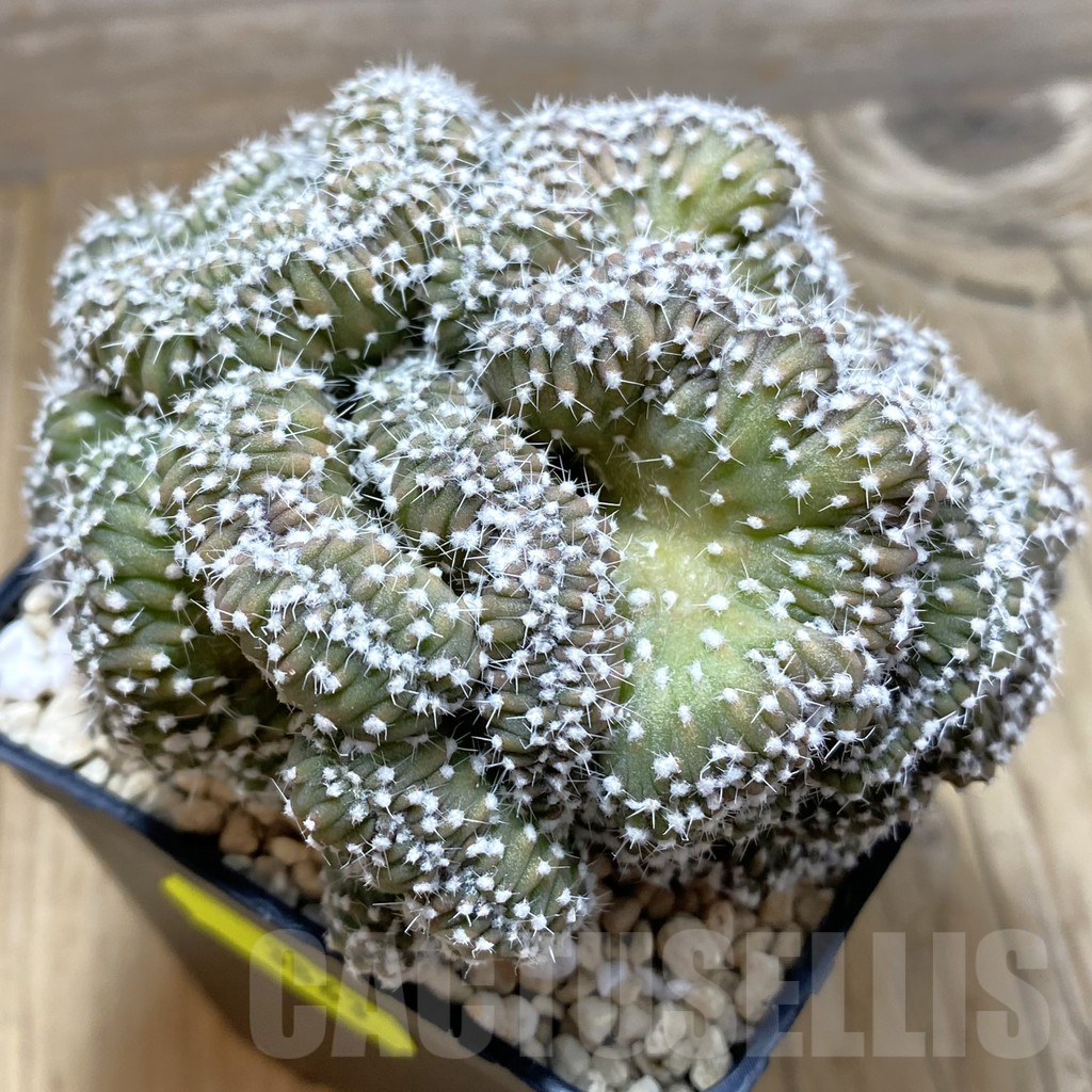 SH3863 Echinopsis subdenudata f. cristata