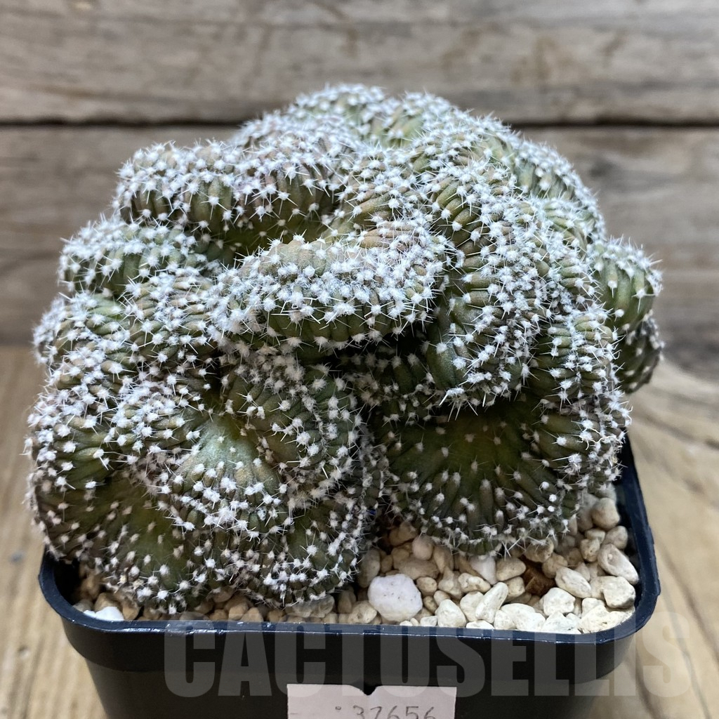 SH3863 Echinopsis subdenudata f. cristata - Зображення 2