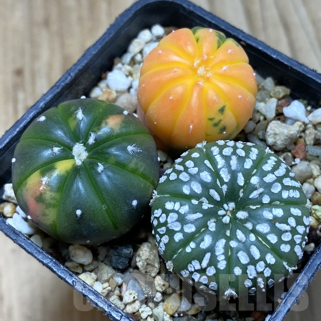 SH3878 Astrophytum asterias ‘Red Purple Skin’ f. variegata mix, 3 plants