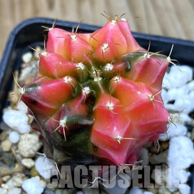 SH3880 Gymnocalycium mihanovichii ‘Transformer’ f. variegata, seedling