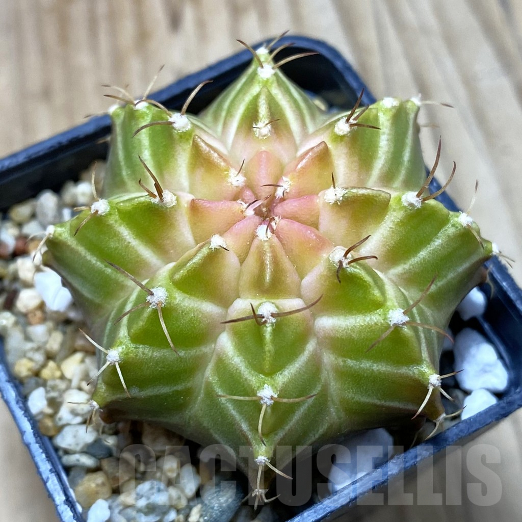 SH3882 Gymnocalycium mihanovichii ‘Neon’ hybrid, seedling