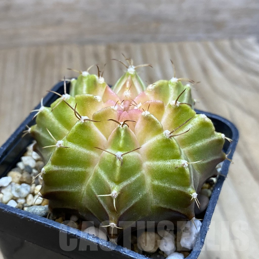 SH3882 Gymnocalycium mihanovichii ‘Neon’ hybrid, seedling - Image 2