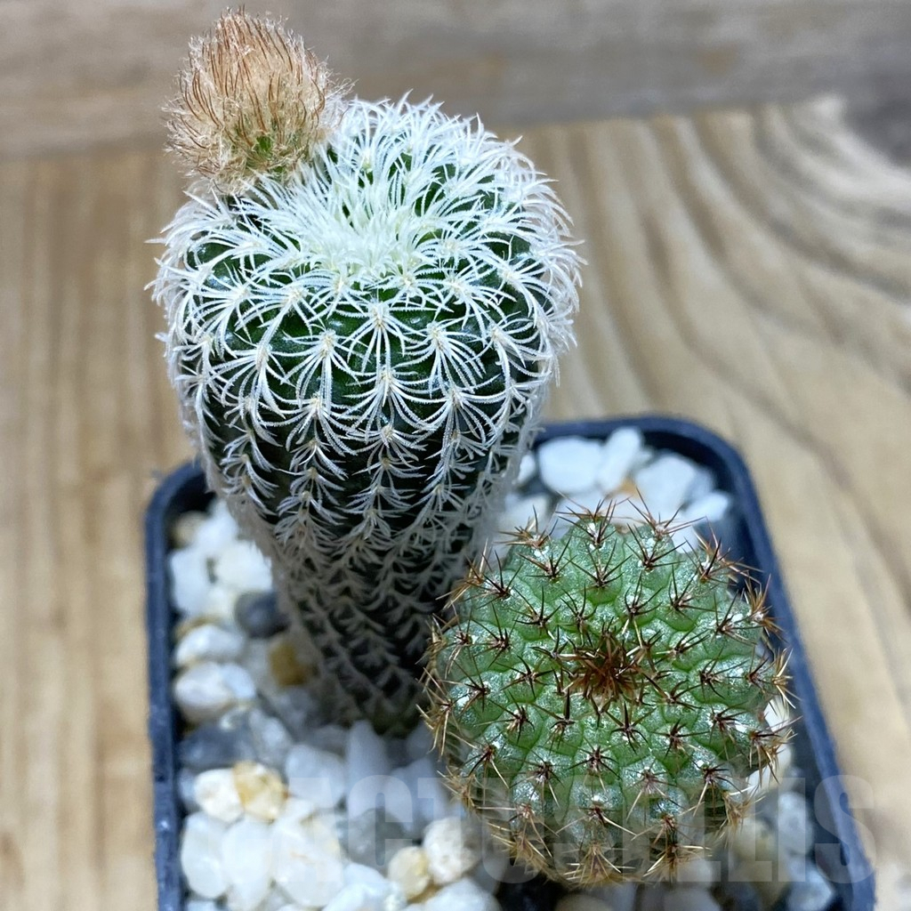 SH3883 Frailea densispina + Frailea chiquitana 2 plants