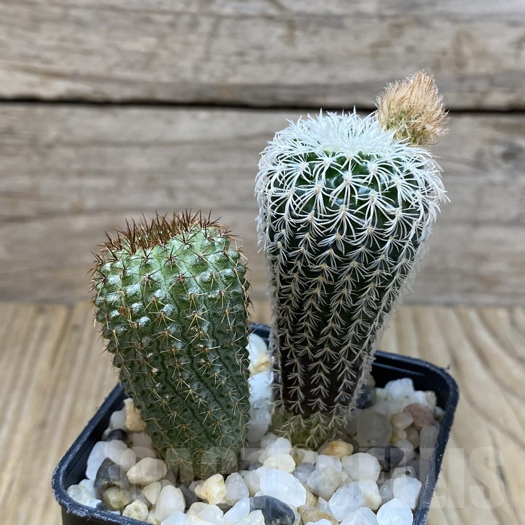 SH3883 Frailea densispina + Frailea chiquitana 2 plants - Зображення 2