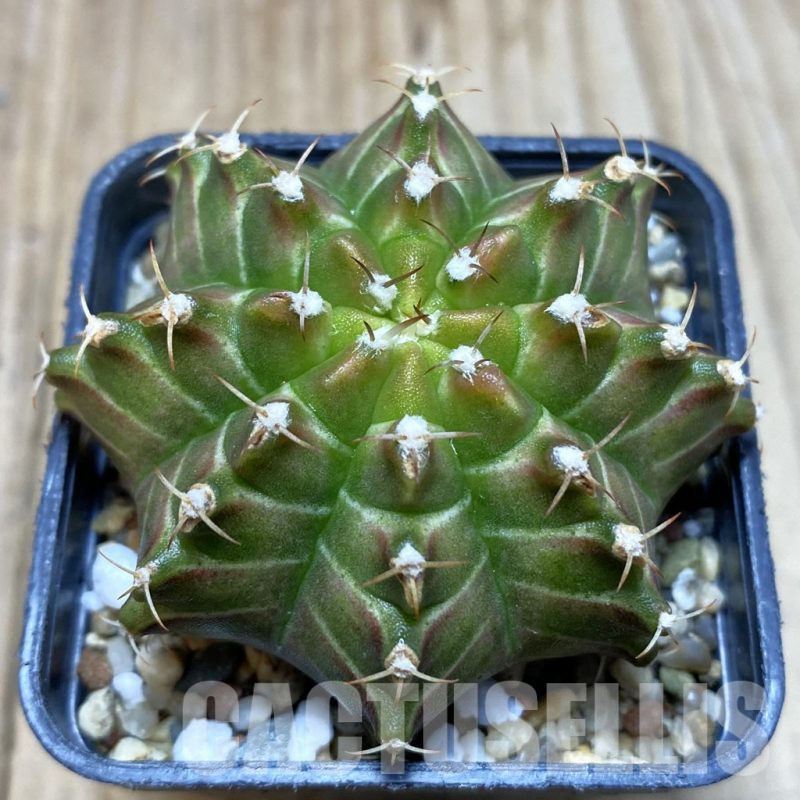 SH3884 Gymnocalycium mihanovichii 'Neon' hybrid, seedling