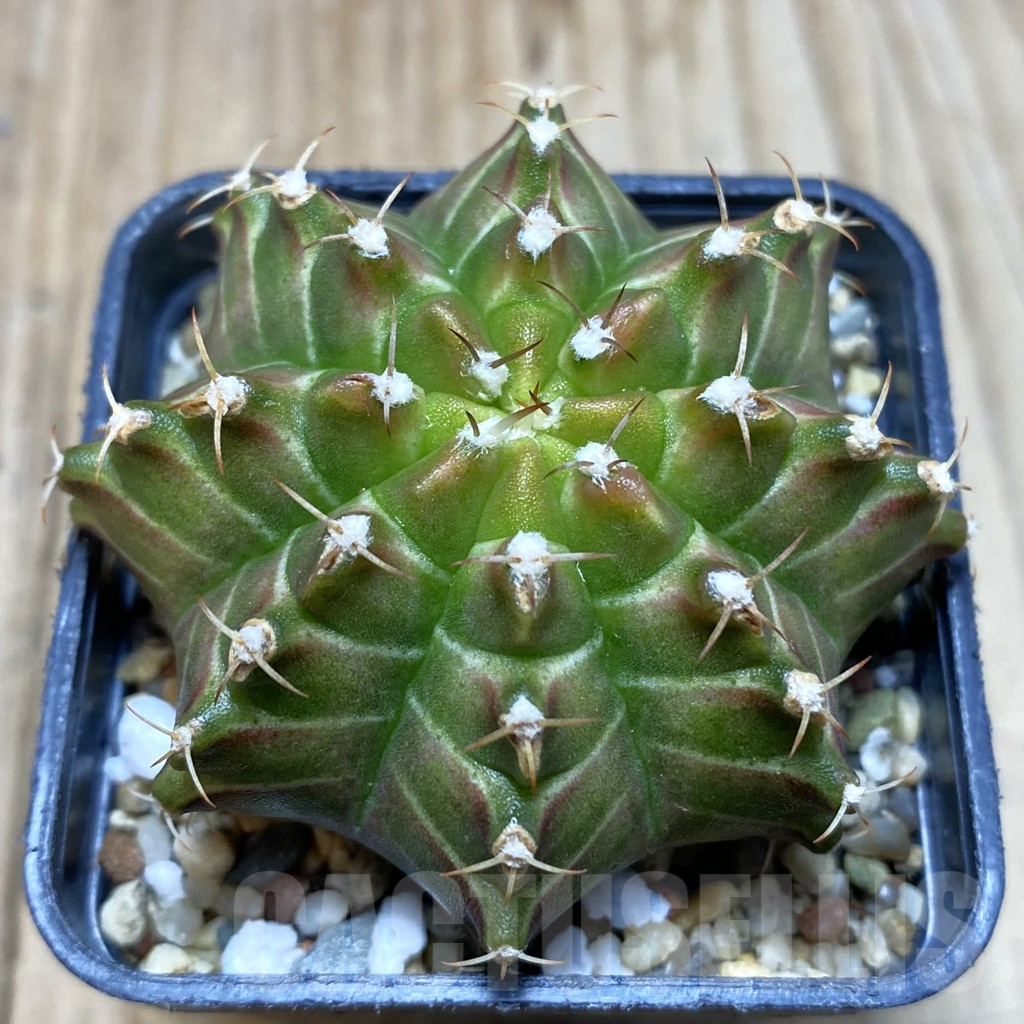 SH3884 Gymnocalycium mihanovichii 'Neon' hybrid, seedling